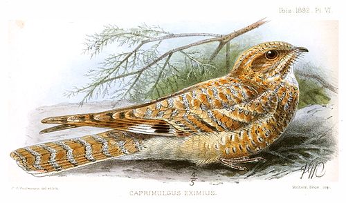 Golden nightjar